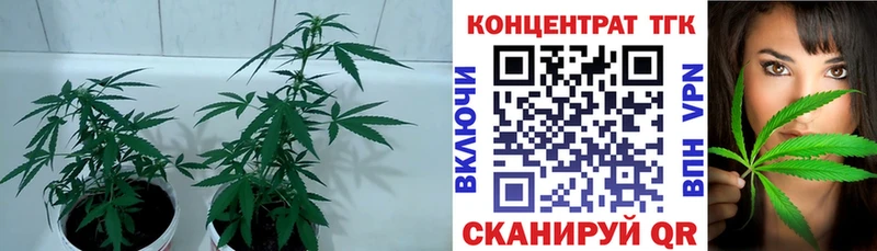 ТГК концентрат  Кедровый 